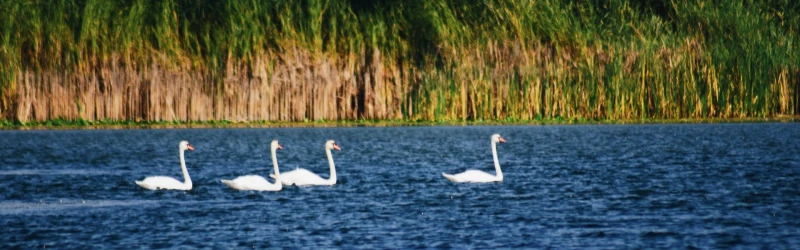 Danube Delta: Europe's most spectacular natural reservation